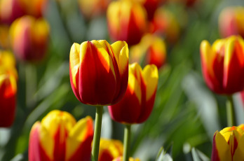 Картинка цветы тюльпаны бутоны пестрый