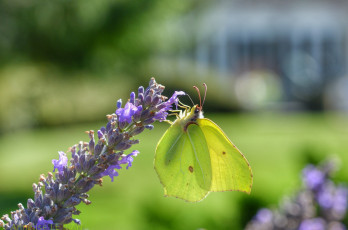 Картинка животные бабочки +мотыльки +моли цветок бабочка