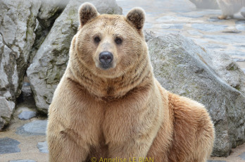 Картинка животные медведи мишка