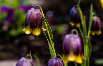 Картинка цветы колокольчики