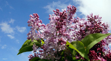 Картинка цветы сирень небо ветки весна