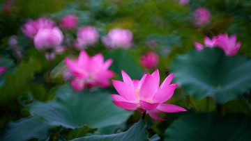 Картинка цветы лотосы лотос красиво лепестки листок боке