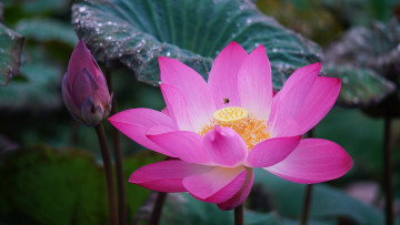 Картинка цветы лотосы лотос красиво лепестки листок боке