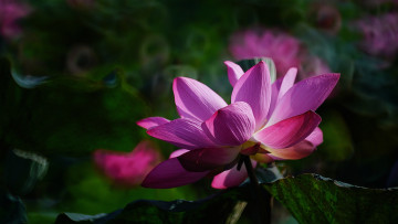 Картинка цветы лотосы лотос красиво лепестки листок боке