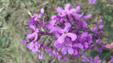 Картинка цветы луговые+ полевые +цветы сиреневые