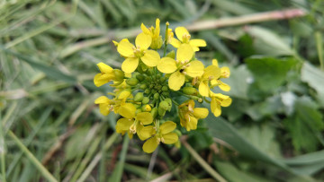 Картинка цветы луговые+ полевые +цветы жёлтые