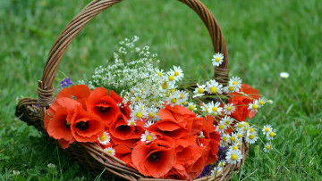 Картинка цветы разные+вместе ромашки маки