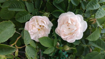 Картинка цветы розы