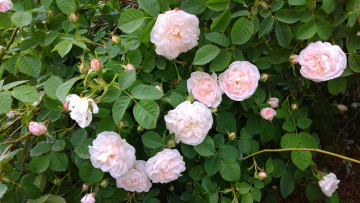 Картинка цветы розы