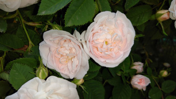 Картинка цветы розы