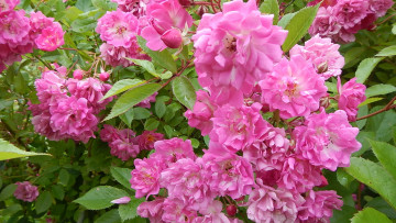 Картинка цветы розы фон