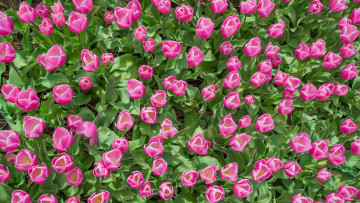 Картинка цветы тюльпаны много