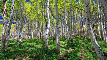 Картинка природа лес роща березовая