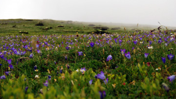 Картинка природа луга цветы луг весна