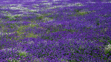 Картинка природа луга лиловый