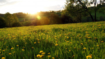 Картинка природа луга весна луг одуванчики