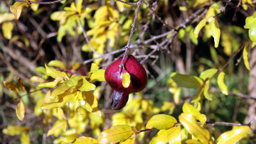 Картинка природа плоды гранат