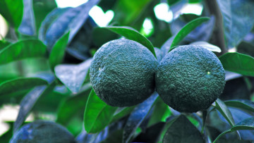 Картинка природа плоды лайм