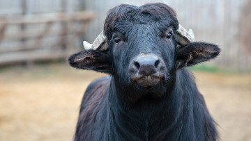 Картинка животные -+другое буйвол