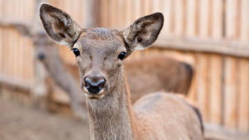 Картинка животные -+другое косуля
