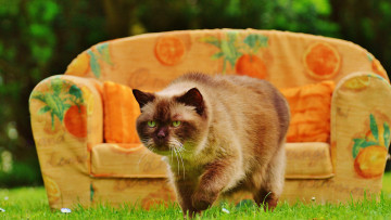 Картинка животные коты кот трава лето спит уютно сад сиеста сиамская пушистая поза диван кошка