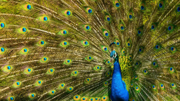 Картинка животные павлины павлин перья птица