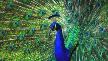 Картинка животные павлины павлин перья птица