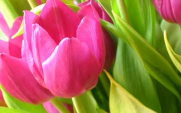 Картинка цветы тюльпаны листья розовые