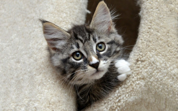 Картинка животные коты домик полосатый выглядывает котенок мех норка мордочка милый серый портрет кошка