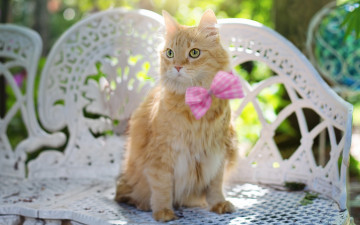 Картинка животные коты кот глаза милашка ажур лето бабочка уют боке свет солнечно кошка диванчик бантик сидит сиденье лавочка зелень уютный уголок рыжий скамейка сад взгляд