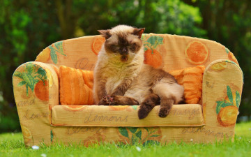 Картинка животные коты кот трава лето спит уютно сад сиеста сиамская пушистая поза диван кошка