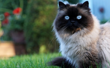 Картинка животные козы кот пушистая мордочка голубоглазая сад сиамская кошка портрет цветы