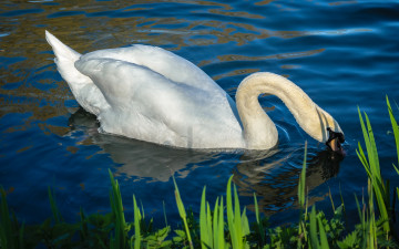 Картинка животные лебеди лебедь водоем шея плывет белый крылья свет белоснежный белая синий голубая изгиб оперение зелень вода голубой фон берег отражение перья