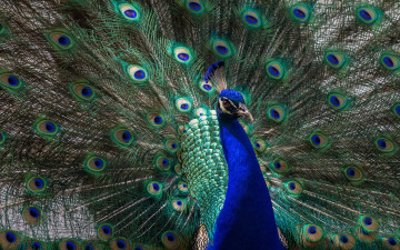 Картинка животные павлины павлин перья птица