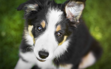 Картинка животные собаки боке собака щенок макро