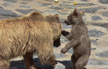 Картинка животные медведи