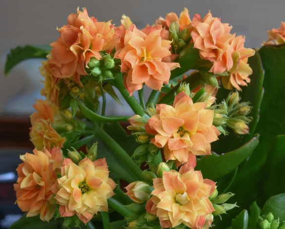 Обои картинки фото цветы, кактусы