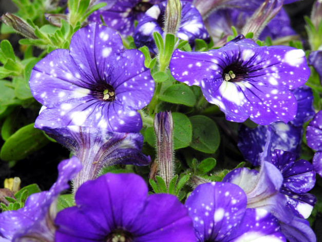 Обои картинки фото цветы, петунии,  калибрахоа, пятнистые