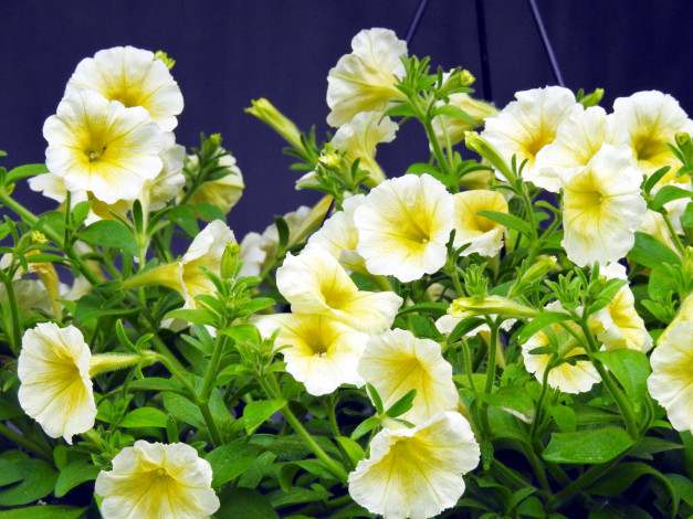 Обои картинки фото цветы, петунии,  калибрахоа, сурфинии