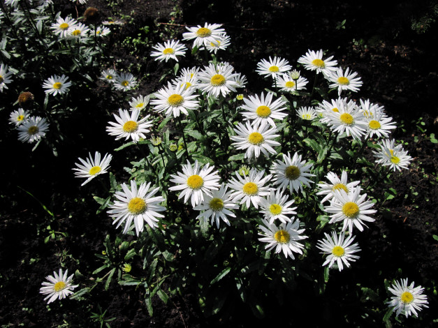 Обои картинки фото цветы, ромашки, белый