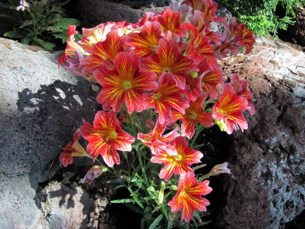 Обои картинки фото цветы, сальпиглоссис, розовый