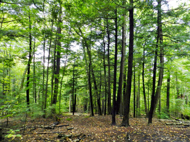 Обои картинки фото природа, лес, сосны