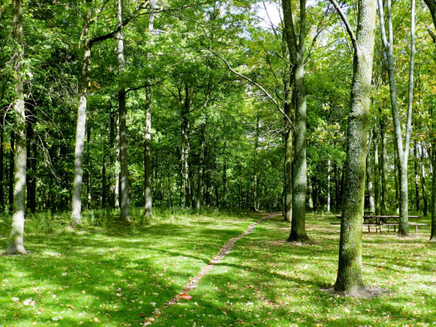 Обои картинки фото природа, лес, тропинка, трава, деревья