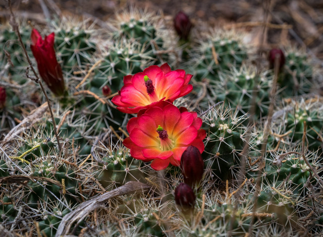 Обои картинки фото цветы, кактусы, лето, цветок, кактус