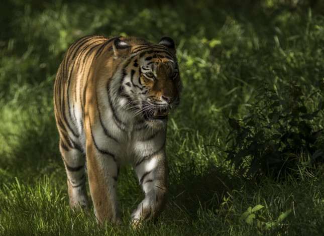 Обои картинки фото животные, тигры, тигр