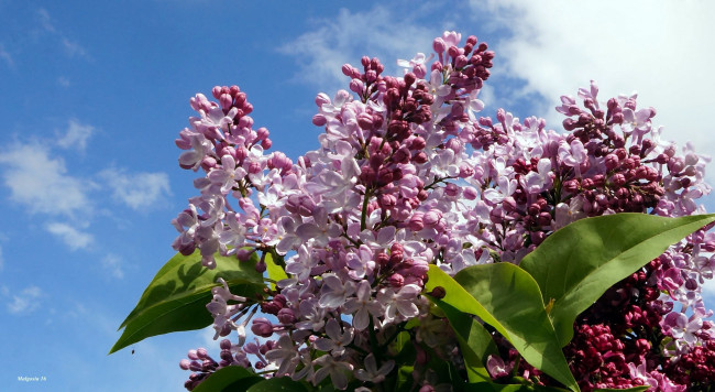 Обои картинки фото цветы, сирень, небо, ветки, весна