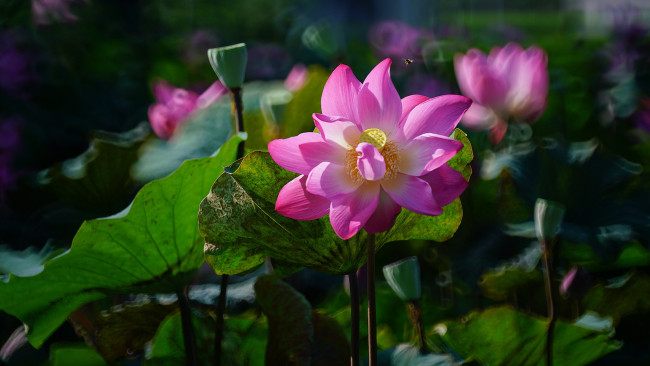 Обои картинки фото цветы, лотосы, лотос, красиво, лепестки, листок, боке