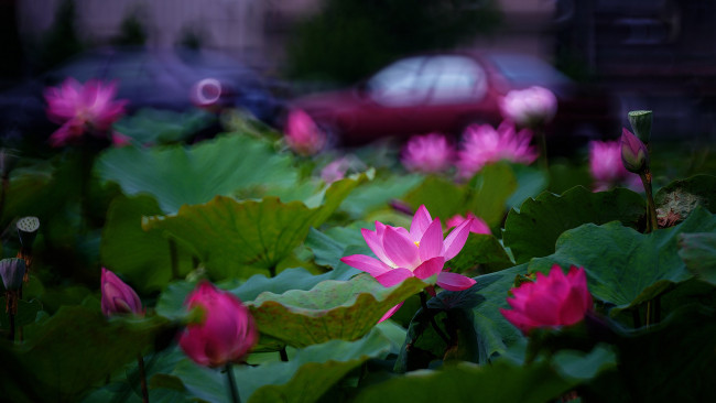 Обои картинки фото цветы, лотосы, лотос, красиво, лепестки, листок, боке