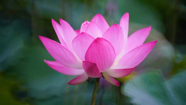 Обои картинки фото цветы, лотосы, лотос, красиво, лепестки, листок, боке