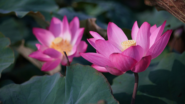 Обои картинки фото цветы, лотосы, лотос, роса, красиво, лепестки, листок, боке